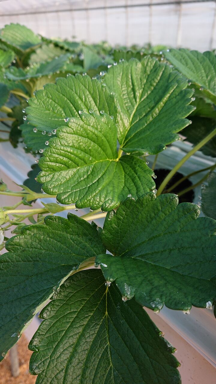 いちご 便りno 1 減農薬野菜 果物 お花 こだわりのうつわのお店 花うつわ大地 花咲農園 いちご 便りno 1 減農薬野菜 果物 お花 こだわりのうつわのお店 花うつわ大地 花咲農園
