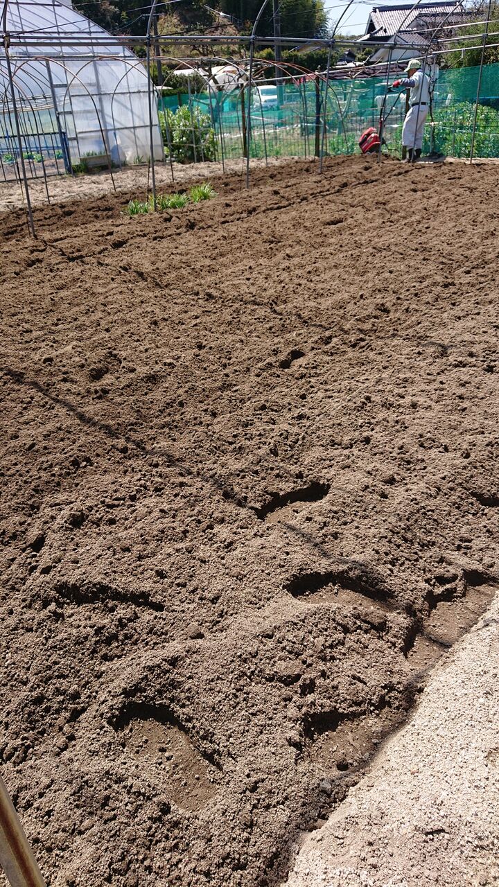 桃の花が満開 減農薬野菜 果物 お花 こだわりのうつわのお店 花うつわ大地 花咲農園