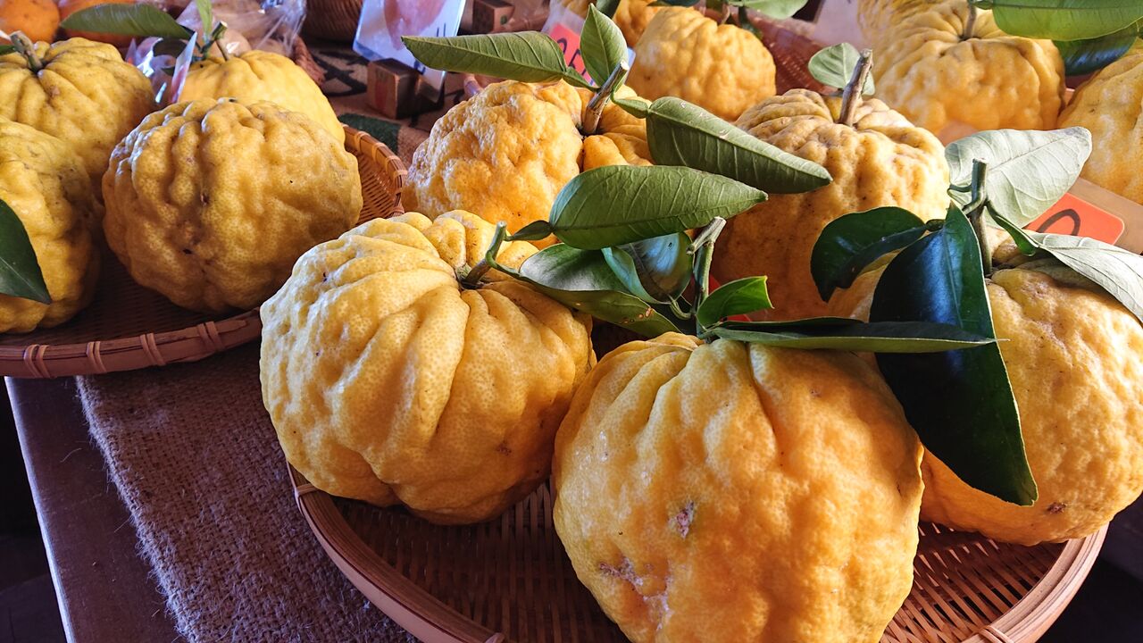 縁起物 おにゆず 獅子ゆず 減農薬野菜 果物 お花 こだわりのうつわのお店 花うつわ大地 花咲農園