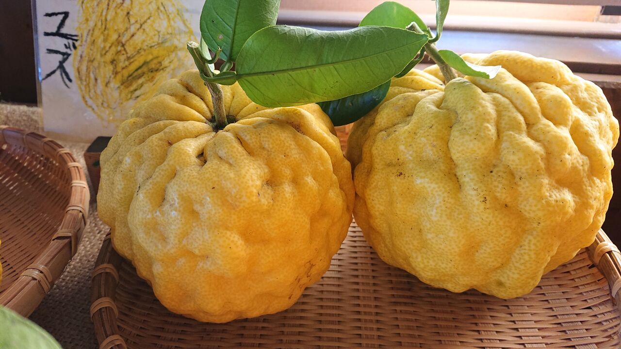 縁起物 おにゆず 獅子ゆず 減農薬野菜 果物 お花 こだわりのうつわのお店 花うつわ大地 花咲農園