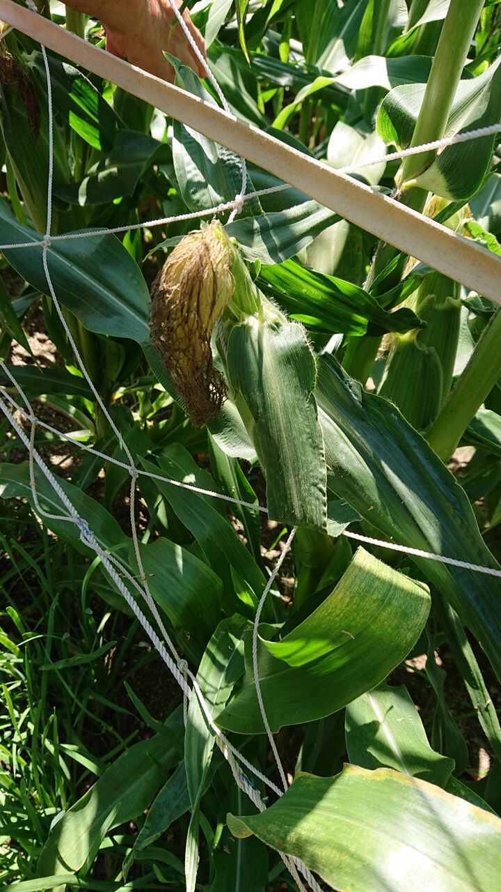 待ってましたトウモロコシ 減農薬野菜 果物 お花 こだわりのうつわのお店 花うつわ大地 花咲農園