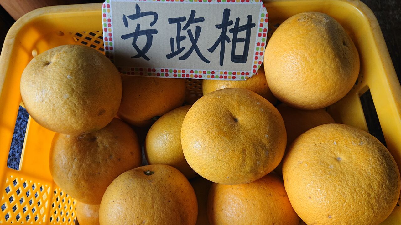 最後の柑橘 あんせいかん 届きました 減農薬野菜 果物 お花 こだわりのうつわのお店 花うつわ大地 花咲農園 最後の柑橘 あんせいかん 届きました 減農薬野菜 果物 お花 こだわりのうつわのお店 花うつわ大地 花咲農園
