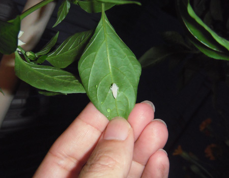 謎の虫発見 D 花咲種子のブログ 謎の虫発見 D 花咲種子のブログ