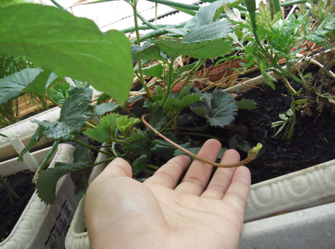 イチゴの苗の増やし方 伸びろ D ﾉ ランナー ﾍ ﾟ ﾟ ﾉ 花咲種子のブログ