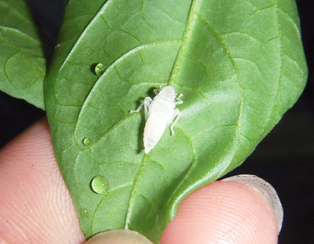 謎の虫発見 D 花咲種子のブログ 謎の虫発見 D 花咲種子のブログ