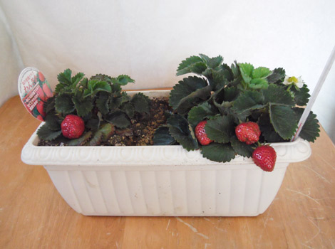 イチゴの苗の増やし方 伸びろ D ﾉ ランナー ﾍ ﾟ ﾟ ﾉ 花咲種子のブログ