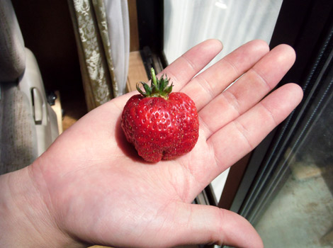 イチゴの苗の増やし方 伸びろ D ノ ランナー ヘ ゚ ゚ ノ 花咲種子のブログ イチゴの苗の増やし方 伸びろ D ノ ランナー ヘ ゚ ゚ ノ 花咲種子のブログ