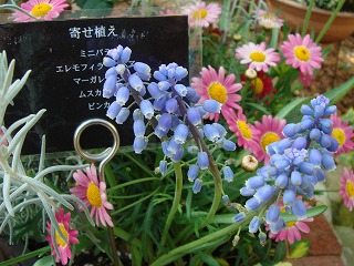 花散歩 ピンクのマーガレット 可愛い