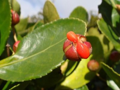 花散歩 : マサキ（柾）の実が弾けた
