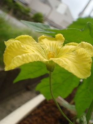 花散歩 ゴーヤーの花 花散歩 ゴーヤーの花
