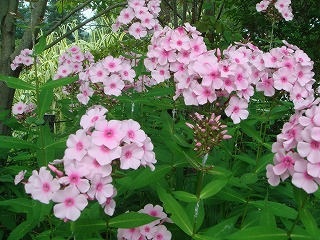 花散歩 オイランソウ 花魁草 はフロックス 花散歩 オイランソウ 花魁草 はフロックス