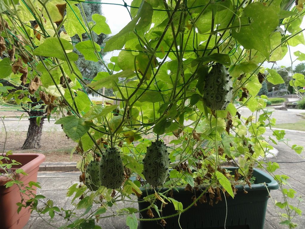 花散歩 キワーノ ってご存知