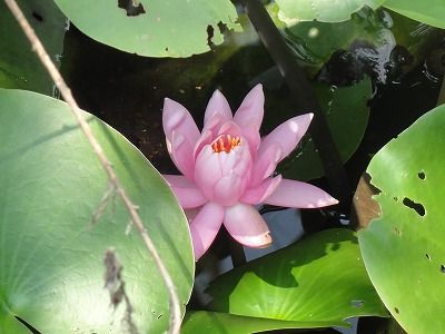 花散歩 オイランソウ 花魁草 花散歩 オイランソウ 花魁草