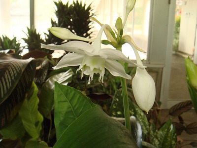 花散歩 アマゾン リリー 大形の水仙みたい