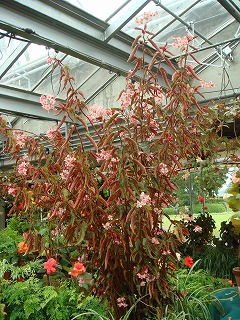 花散歩 背の高いベゴニアの花