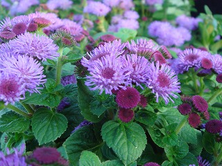 花散歩 アゲラタム 別名 オオカッコウアザミ 花散歩 アゲラタム 別名 オオカッコウアザミ