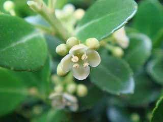 花散歩 イヌツゲの雄花と雌花