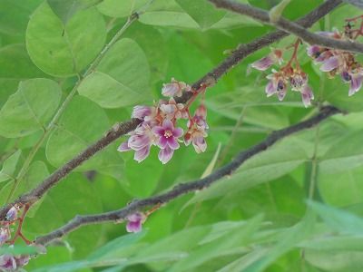 花散歩 コウシュンカズラ ミリオンキッズ 花散歩 コウシュンカズラ ミリオンキッズ