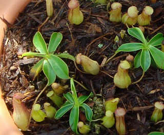 花散歩 食虫植物 ウツボカズラ 靫葛