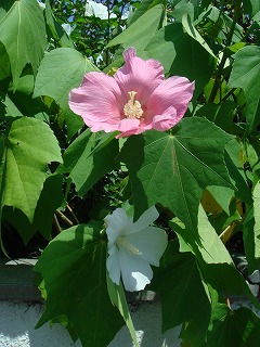花散歩 フヨウ 芙蓉 の花