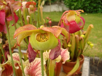 花散歩 サラセニアの花