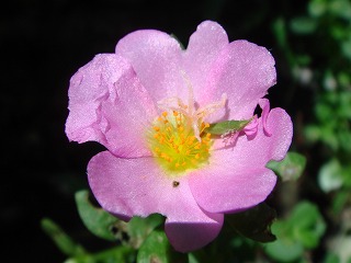 花散歩 花を食べる虫 名前は 花散歩 花を食べる虫 名前は