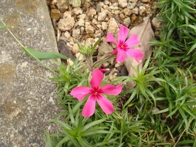 DSC00040