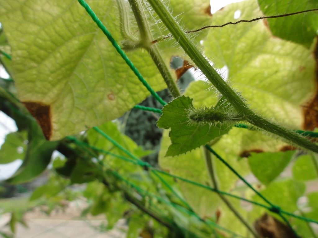 花散歩 キワーノ ってご存知