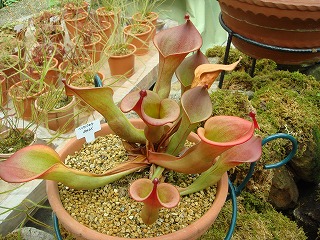 花散歩 食虫植物 ヘリアンフォラ