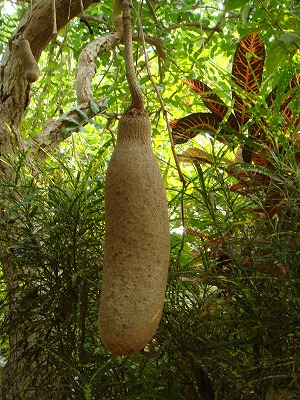 花散歩 ソーセージノキの花 花散歩 ソーセージノキの花