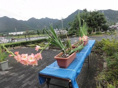 花散歩 今頃グラジオラス咲くの 花散歩 今頃グラジオラス咲くの