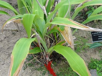 花散歩 ハランアナナスの花は咲いたかな
