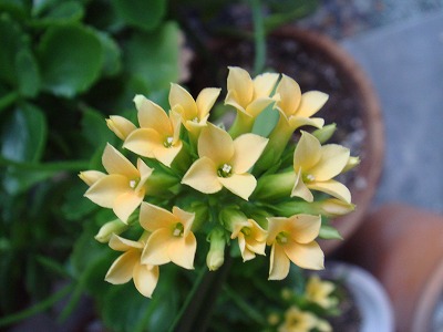 花散歩 寄せ植えのカランコエを植え替えたら