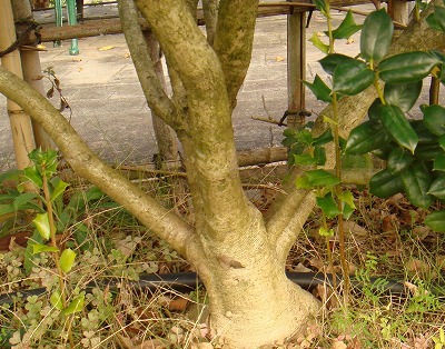 花散歩 丸葉柊 それとも老木の柊 違うらしい 花散歩 丸葉柊 それとも老木の柊 違うらしい