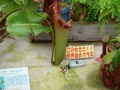 花散歩 ネペンテス トルンカータ 花散歩 ネペンテス トルンカータ