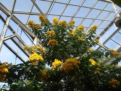 花散歩 カリアンドラとモクセンナ