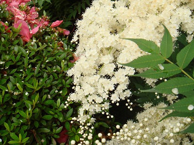 花散歩 シモツケとキョウカノコ 京鹿の子 の花