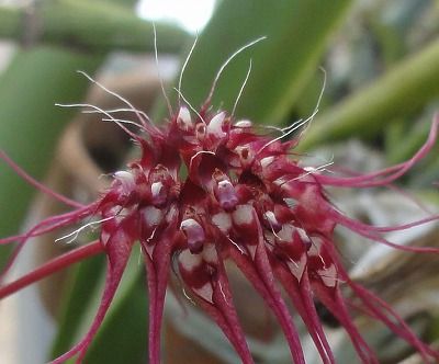 花散歩 初めて見た花 珍しい花 かわいい花