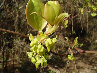 花散歩 サルトリイバラの花を見つけた 花散歩 サルトリイバラの花を見つけた