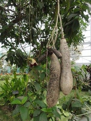 花散歩 ソーセージノキの花 花散歩 ソーセージノキの花