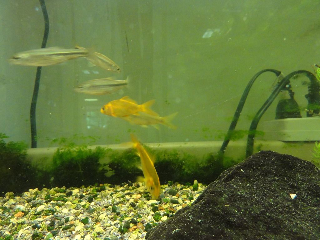 花散歩 12年08月30日