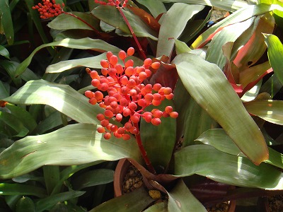 花散歩 これも アナナスの仲間