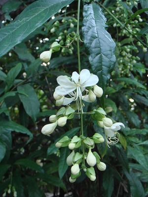 花散歩 クラリンドウの白い花