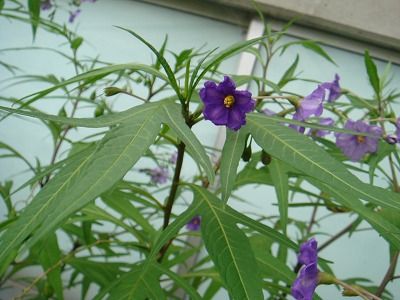 花散歩 ソラナム アウィクラレ 紫宝華 シホウカ の実