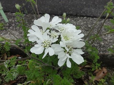 花散歩 レースフラワーと聞いたが 花散歩 レースフラワーと聞いたが