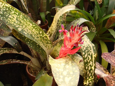 花散歩 アナナスの仲間