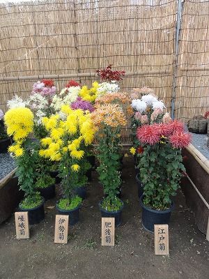 花散歩 江戸菊 肥後菊 伊勢菊 嵯峨菊
