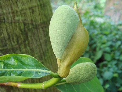 花散歩 波羅蜜 パラミツ ジャック フルーツ