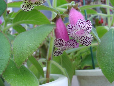 花散歩 イワタバコ科 コーレリア属の花