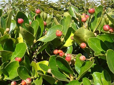 花散歩 : マサキ（柾）の実が弾けた